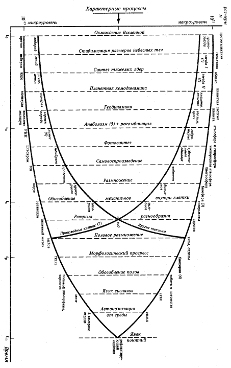 Рис. 22. Коэволюция систем макро- и микроуровней от момента появления частиц материи (t0) до момента появления человеческой цивилизации (tm)