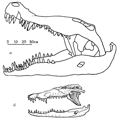 Зубы отсутствуют у черепах крокодилов. Череп крокодила строение. Череп крокодила рисунок. Череп крокодила сбоку сверху снизу. Череп крокодила схема.
