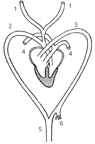 Схема строения сердца крокодила