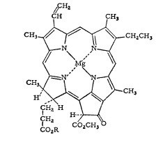 Рис. 4. Строение молекулы хлорофилла