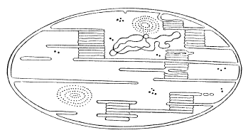 Рис. 6. Часть тилакоидной системы