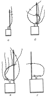 Рис. 2. Формировка виноградного растения в горшечной культуре