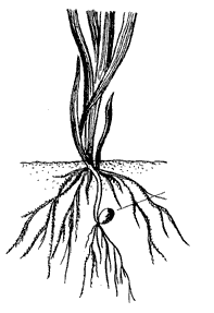 Корень ячменя рисунок