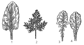 Рис. 3. Листья корнеплодов: 1 – свеклы; 2 – моркови; 3 – брюквы; 4 – турнепса