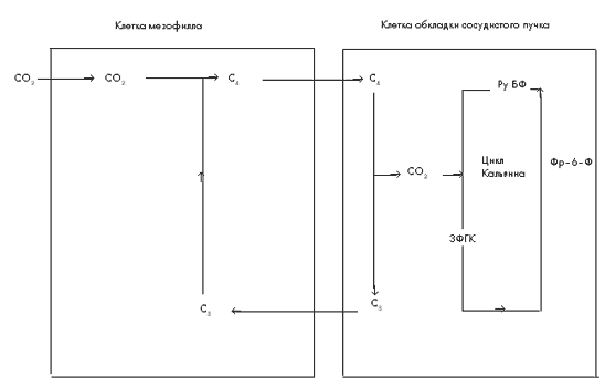 Рис. 2. Схематическое изображение пути углерода при С4-фотосинтезе. С3-соединения содержат три атома углерода в молекуле, С4-соединения – четыре