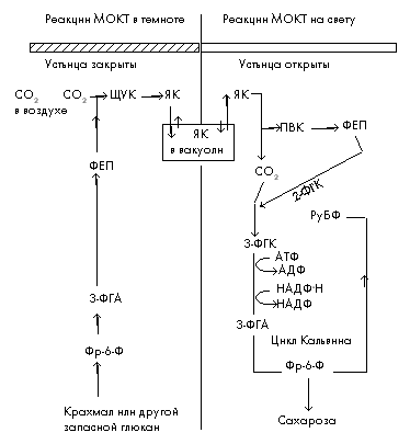 Рис. 4. Схема МОКТ-типа фотосинтеза