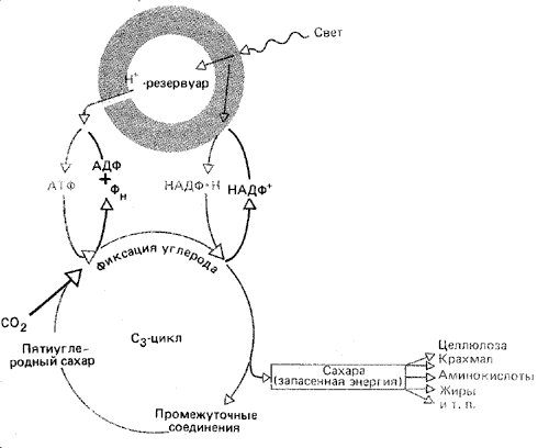 Верная схема процесса фотосинтеза