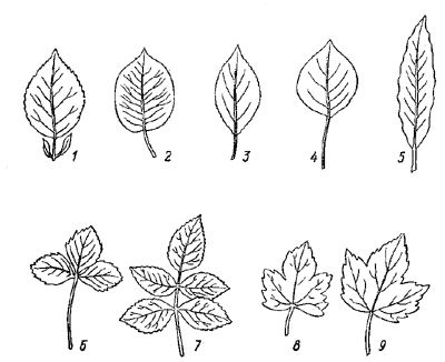 Рис. 5. Листья плодово-ягодных растений: