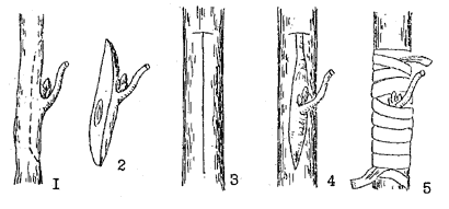 Рис. 6. Прививка плодовых растений глазком, или окулировка