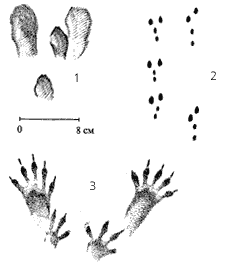 Следы животных, обитающих в лесах и в тундре