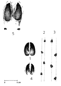 Следы парнокопытных, обитающих в лесах и в тундре
