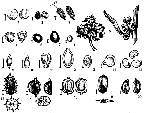 Рисунки семян растений