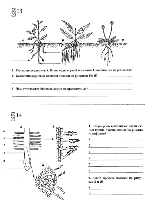 Изображение корневой системы и выполни задания рассмотри