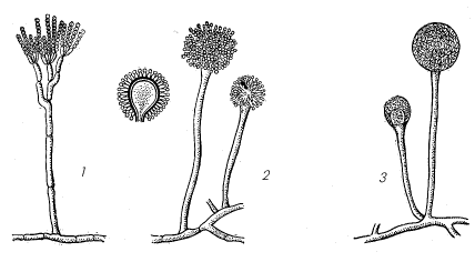 Плесневые грибы: 1 – пенициллиум; 2 – аспергилл; 3 – мукор