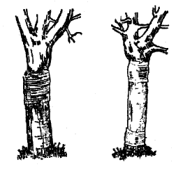 Рис. 1. Ловчие пояса