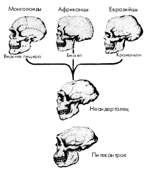 Гипотезы расогенеза схема