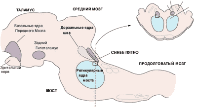 Рис. 1