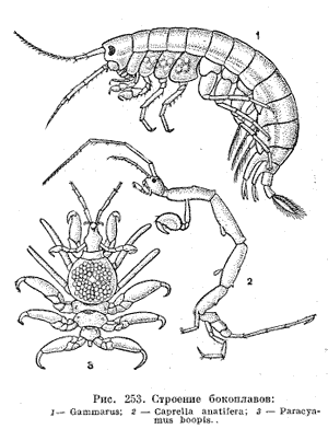 Рачки-бокоплавы