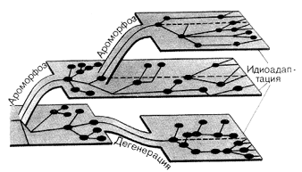 Схема соотношения между ароморфозом, идиоадаптацией и дегенерацией