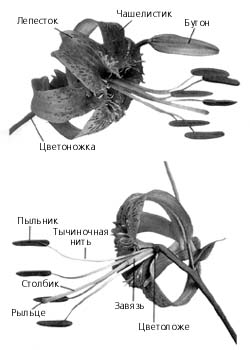 Части цветка лилии