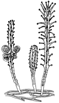 Рис. 6. Гидроидный полип корина