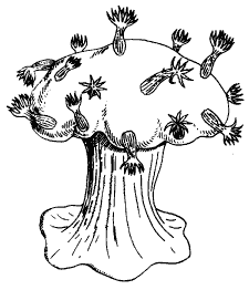 Рис. 8. Кормус восьмилучевого коралла антомастус с сильно развитым постаментом-ценосарком. 