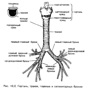 Органы дыхания человека.