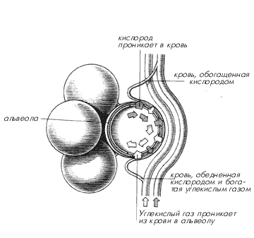 Газообмен в альвеоле