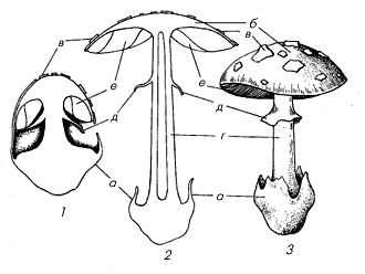 Строение плодового тела гриба.