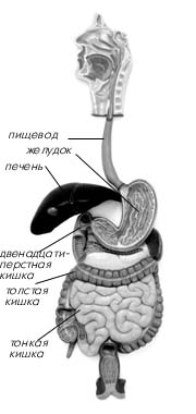 Пищеварительная система человека