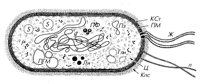 Схема строения прокариотической клетки (бактериальная клетка в продольном разрезе)