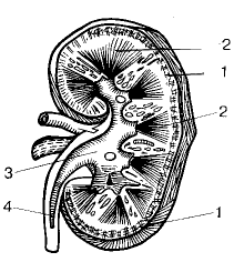 Строение почки