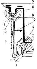 Схема строения нефрона