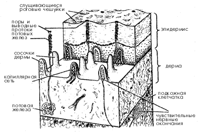 Строение кожи (схема)