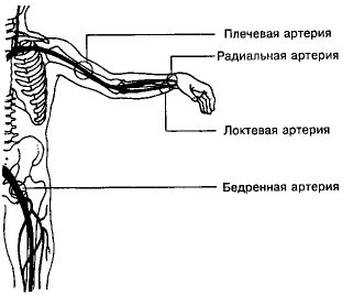 Точки пальцевого прижатия артерий