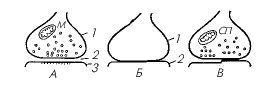 Схематическое изображение синапсов с химическими (А), электрическими (Б) и смешанными (В) механизмами передачи.