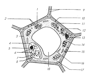 Обобщенная растительная клетка (световая микроскопия).