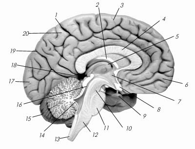 Головной мозг (продольный разрез)