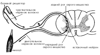 Схема рефлекторной дуги