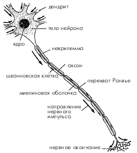 Строение нервной клетки