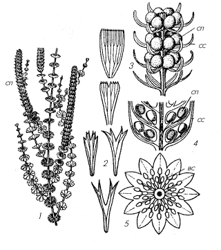 Рис. 1. Клинолистовые (Sphenophyllopsida)