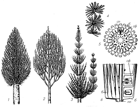 Рис. 2. Ископаемые хвощовые (Equisetopsida)