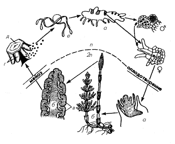 Рис. 6. Чередование поколений в жизненном цикле хвощей (Equisetum arvense)