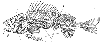 Скелет окуня