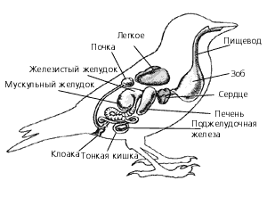 Пищеварительная система птицы