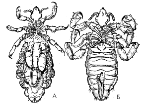 Головная (А) и платяная (Б) вши