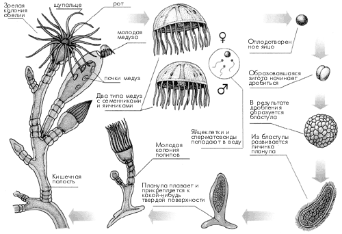 Рис. 12. Жизненный цикл гидроидных на примере обелии