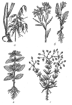 Рис. 1. Малолетние яровые сорняки: а – овсюг обыкновенный; б – редька дикая; в – пикульник, или жабрей; г – торица полевая