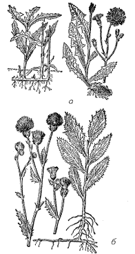 Рис. 3. Корнеотпрысковые сорняки: а – осот полевой (всходы и взрослое растение); б – бодяк полевой (осот розовый)