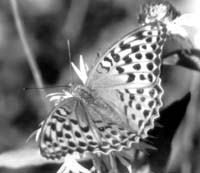 Самка перламутровки большой лесной (Argynnis paphia)